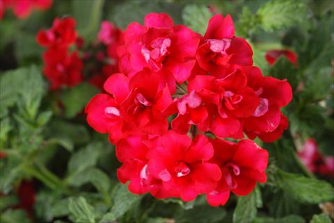 Foto de variedad de flores para ser usadas como: Maceta, patio, Tarrina de colgar Verbena Corsage Red