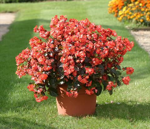 Foto de variedad de flores para ser usadas como: Planta de temporada / borde del macizo Begonia semperflorens Stara Scarlet