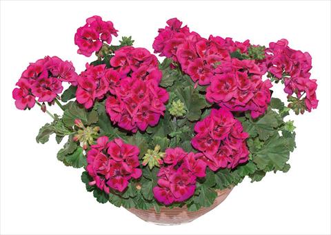 Foto de variedad de flores para ser usadas como: Maceta o Tarrina de colgar Pelargonium zonale OpenEyes Purple Wink