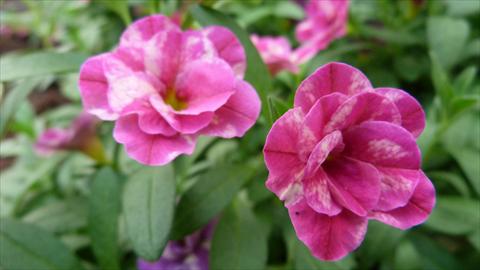 Foto de variedad de flores para ser usadas como: Maceta, planta de temporada, patio Calibrachoa Caloha Double Marble Rose