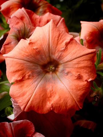 Foto de variedad de flores para ser usadas como: Maceta, planta de temporada, patio Petunia Happy® Copper