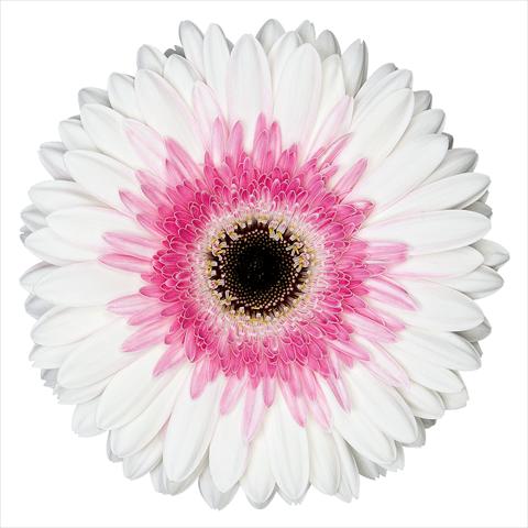 Foto de variedad de flores para ser usadas como: Maceta Gerbera jamesonii Artist®