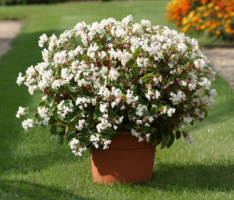 Foto de variedad de flores para ser usadas como: Planta de temporada / borde del macizo Begonia semperflorens Stara White