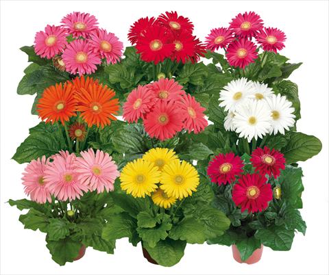 Foto de variedad de flores para ser usadas como: Maceta Gerbera jamesonii Flori Line® Maxi Mix