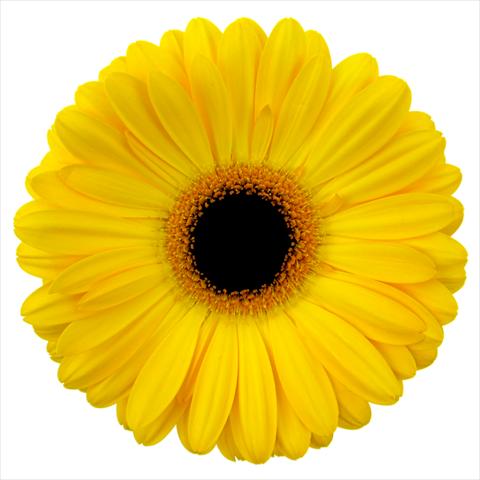 photo of flower to be used as: Pot Gerbera jamesonii Goldstrike®