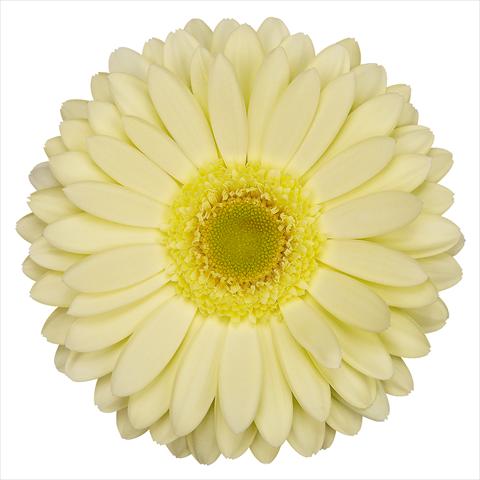 photo of flower to be used as: Pot Gerbera jamesonii Greeny®