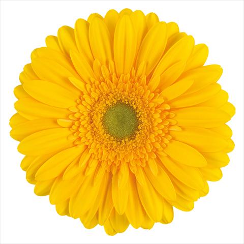 photo of flower to be used as: Pot Gerbera jamesonii Submarine®