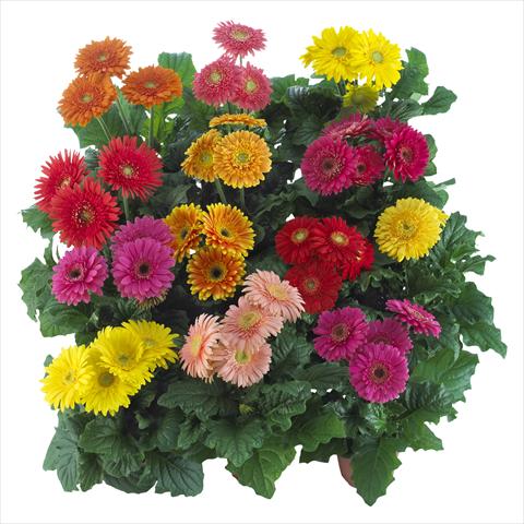 Foto de variedad de flores para ser usadas como: Maceta Gerbera jamesonii Sundayz® Maxi Mix