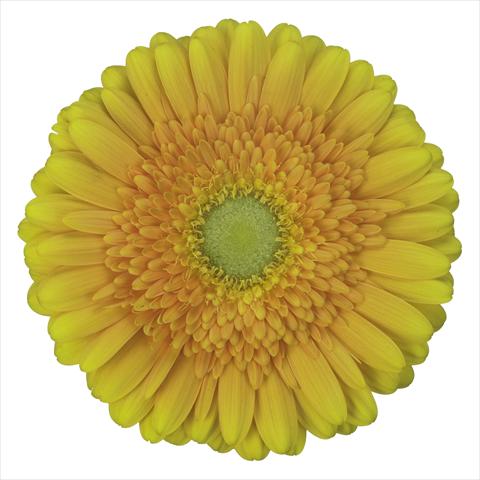 Foto de variedad de flores para ser usadas como: Maceta Gerbera jamesonii Sunny Side®