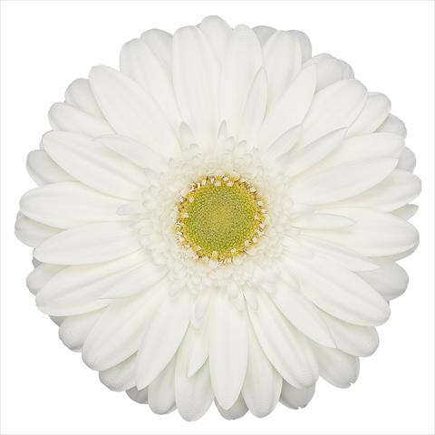 Foto de variedad de flores para ser usadas como: Maceta Gerbera jamesonii Venganz®