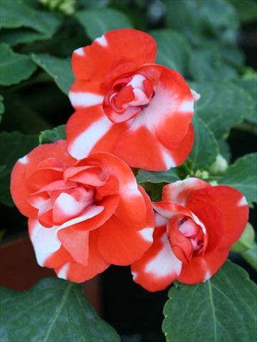 Foto de variedad de flores para ser usadas como: Planta de temporada / borde del macizo Impatiens walleriana Athena Orange Flash