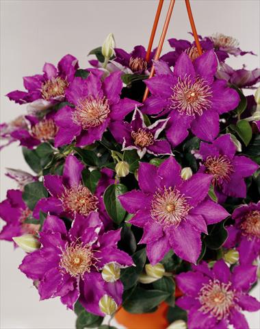 Foto de variedad de flores para ser usadas como: Planta de temporada / borde del macizo Clematis Bijoux Flora© viola