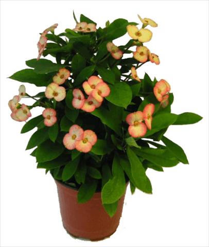 Foto de variedad de flores para ser usadas como: Maceta y planta de temporada Euphorbia milii Atlas©