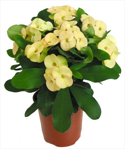 Foto de variedad de flores para ser usadas como: Maceta y planta de temporada Euphorbia milii Dinni©
