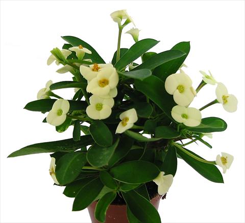 Foto de variedad de flores para ser usadas como: Maceta y planta de temporada Euphorbia milii Marathon©