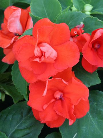 Foto de variedad de flores para ser usadas como: Planta de temporada / borde del macizo Impatiens walleriana Athena Orange