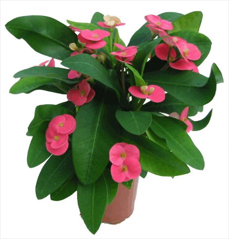 Foto de variedad de flores para ser usadas como: Maceta y planta de temporada Euphorbia milii Pink Cadillac©