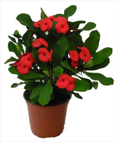 Foto de variedad de flores para ser usadas como: Maceta y planta de temporada Euphorbia milii Vulcanus©