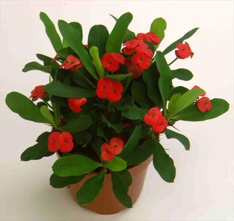 Foto de variedad de flores para ser usadas como: Maceta y planta de temporada Euphorbia milii Vulcanus2006©