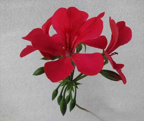 Foto de variedad de flores para ser usadas como: Maceta, patio, Tarrina de colgar Pelargonium peltatum Mamma Mia® Orange