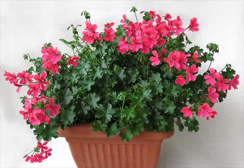 Foto de variedad de flores para ser usadas como: Maceta, patio, Tarrina de colgar Pelargonium peltatum Mamma Mia® Rosa