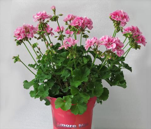 Foto de variedad de flores para ser usadas como: Maceta o Tarrina de colgar Pelargonium zonale Amore Mio® Rose