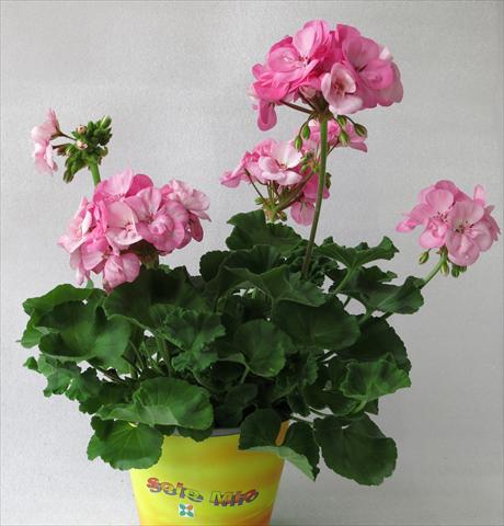 Foto de variedad de flores para ser usadas como: Maceta o Tarrina de colgar Pelargonium zonale Sole Mio® Light Pink
