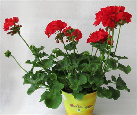 Foto de variedad de flores para ser usadas como: Maceta o Tarrina de colgar Pelargonium zonale Sole Mio® Red