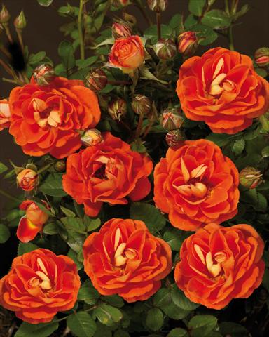 Foto de variedad de flores para ser usadas como: Planta de temporada / borde del macizo Rosa paesaggistica Towne&Country® Basic Cover