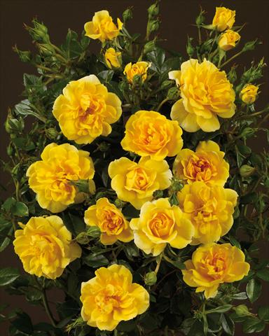 Foto de variedad de flores para ser usadas como: Planta de temporada / borde del macizo Rosa paesaggistica Towne&Country® Golden Cover