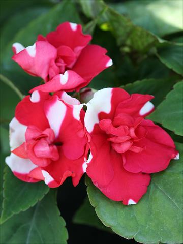 Foto de variedad de flores para ser usadas como: Planta de temporada / borde del macizo Impatiens walleriana Athena Red Flash
