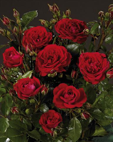 Foto de variedad de flores para ser usadas como: Planta de temporada / borde del macizo Rosa polyantha Castle/Palace® Alexandria