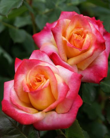Foto de variedad de flores para ser usadas como: Planta de temporada / borde del macizo Rosa polyantha Castle/Palace® Atalya