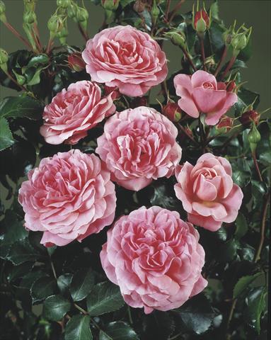 Foto de variedad de flores para ser usadas como: Planta de temporada / borde del macizo Rosa polyantha Castle/Palace® Bernstoff