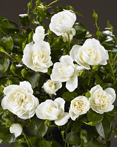 Foto de variedad de flores para ser usadas como: Planta de temporada / borde del macizo Rosa polyantha Castle/Palace® Kailani