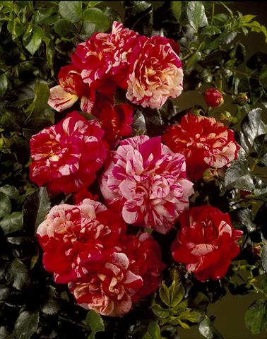 Foto de variedad de flores para ser usadas como: Planta de temporada / borde del macizo Rosa rampicante Courtyard® Twist