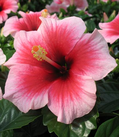 Foto de variedad de flores para ser usadas como: Maceta y planta de temporada Hibiscus rosa-sinensis Camelia