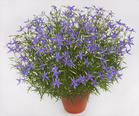 Foto de variedad de flores para ser usadas como: Maceta y planta de temporada Laurentia pac® Blue