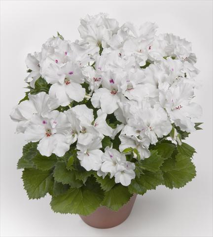 Foto de variedad de flores para ser usadas como: Patio, Maceta Pelargonium grandiflorum pac® Aristo White