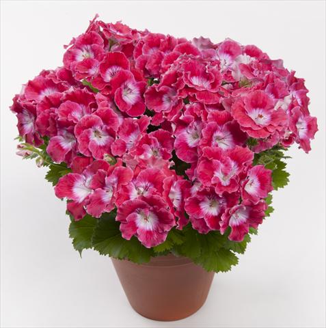 Foto de variedad de flores para ser usadas como: Maceta Pelargonium grandiflorum pac® Bermuda Cherry