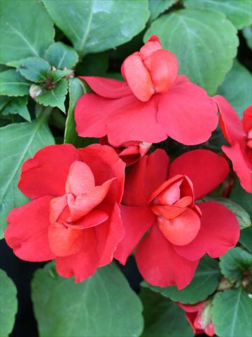 Foto de variedad de flores para ser usadas como: Planta de temporada / borde del macizo Impatiens walleriana Athena Red