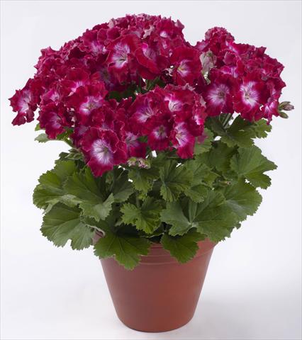 Foto de variedad de flores para ser usadas como: Patio, Maceta Pelargonium grandiflorum pac® Bermuda Dark Red