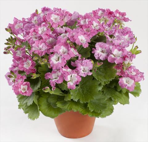Foto de variedad de flores para ser usadas como: Maceta Pelargonium grandiflorum pac® Bermuda Pink