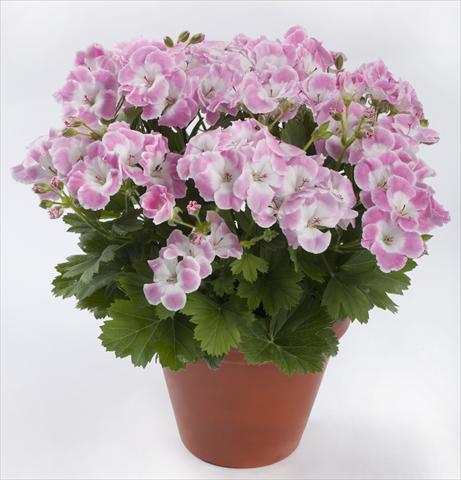 Foto de variedad de flores para ser usadas como: Patio, Maceta Pelargonium grandiflorum pac® Bermuda Soft Pink