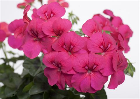 Foto de variedad de flores para ser usadas como: Maceta, patio, Tarrina de colgar Pelargonium peltatum pac® Happy Face Purple