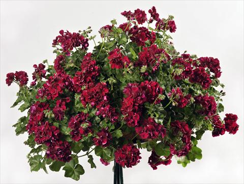Foto de variedad de flores para ser usadas como: Maceta, patio, Tarrina de colgar Pelargonium peltatum pac® Mary
