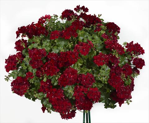 Foto de variedad de flores para ser usadas como: Maceta, patio, Tarrina de colgar Pelargonium peltatum pac® Sally