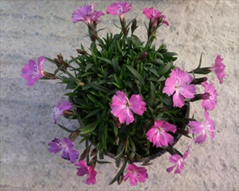 Foto de variedad de flores para ser usadas como: Tarrina de colgar / Maceta Dianthus Garden Dark Pink