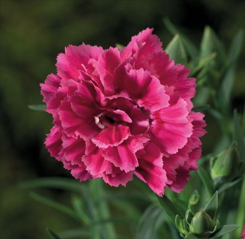 Foto de variedad de flores para ser usadas como: Tarrina de colgar / Maceta Dianthus Sublime Bicolor Red Rose