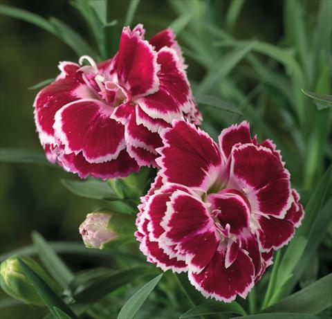 Foto de variedad de flores para ser usadas como: Tarrina de colgar / Maceta Dianthus Sublime Red White Bicolor